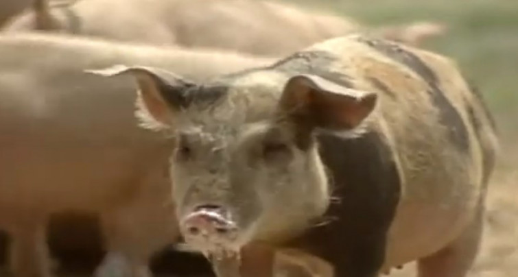 La peste porcina africana : desde África hasta Siberia