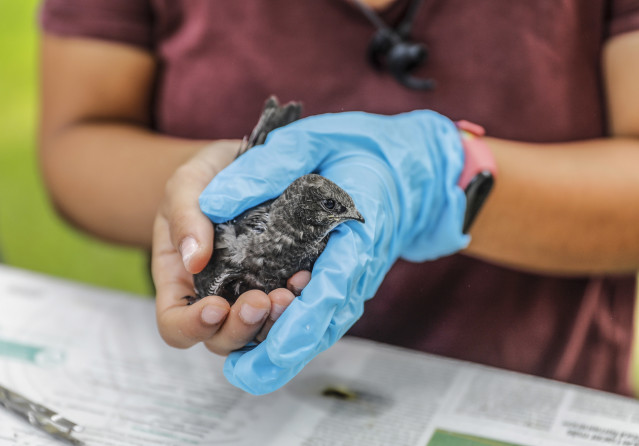 Archivo - Una de las aves que han sido liberadas durante una suelta de aves en el centro de recuperación de fauna ‘La Granja de El Saler’, a 29 de julio de 2021, en El Saler, Valencia, Comunidad Valenciana (España). Esta suelta de aves se ha realizado en