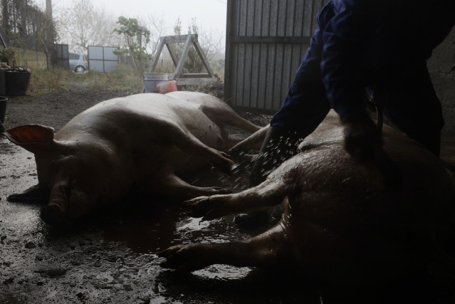 Archivo - Matanza doméstica de cerdos en una casa, a 4 de diciembre de 2021, en, Mixós, Monterrey, Ourense, Galicia (España). Es una actividad tradicional que abastece de carne a toda una familia para parte del año a la que acuden todos sus miembros. Es p