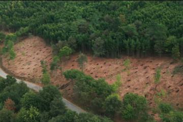 Limpieza de eucaliptos en una zona próxima a una carretera