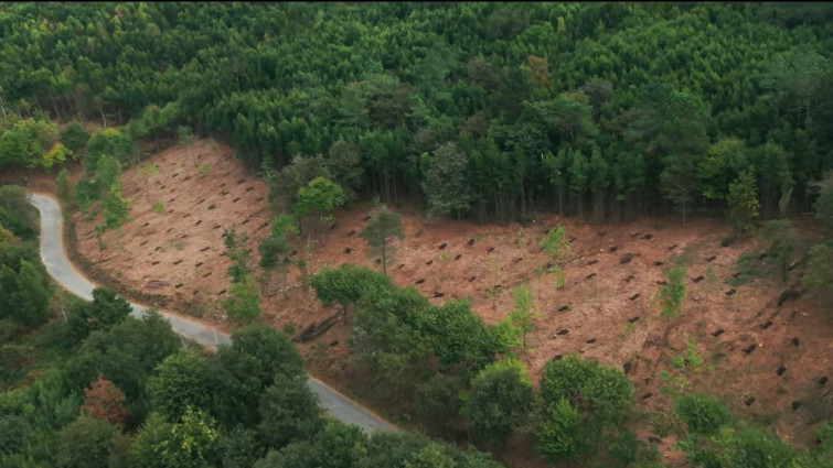 Un vídeo explica como podemos ayudar a combatir los incendios combatiendo monocultivos como el eucalipto
