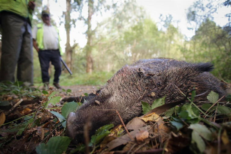 ¿Batidas para cazar jabalíes contra la peste porcina? UE lo desaconseja y cazadores ruegan no tocar los cadáveres