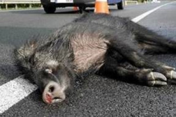 Archivo - Jabalí herido en un accidente de tráfico.