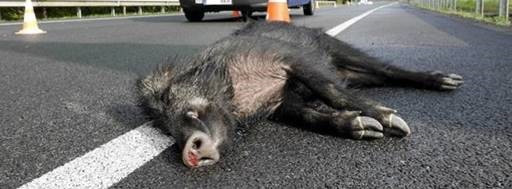 La caza no es capaz de contener al jabalí, que ya provoca 11 accidentes al día en Galicia