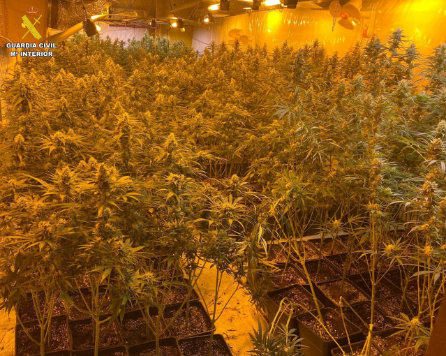 Guardia Civil desmantela una plantación de marihuana en Ames (A Coruña) y detiene a su responsable.