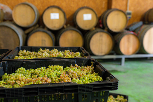 Archivo - Varias cajas llenas de uvas durante la recepción de la uva en la bodega Forjas del Salnés, a 8 de septiembre de 2023, en Cambados, Pontevedra, Galicia (España).