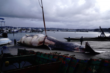 Archivo - Ballena que apareció muerta en la costa de A Coruña
