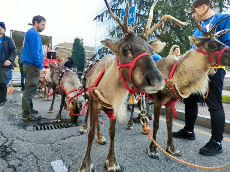 Críticas a Jácome por su plan de usar, de nuevo, renos en la cabalgata del sábado 20 de diciembre