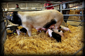 Archivo - Porco Celta