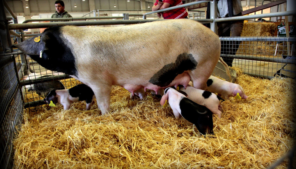 Archivo - Porco Celta