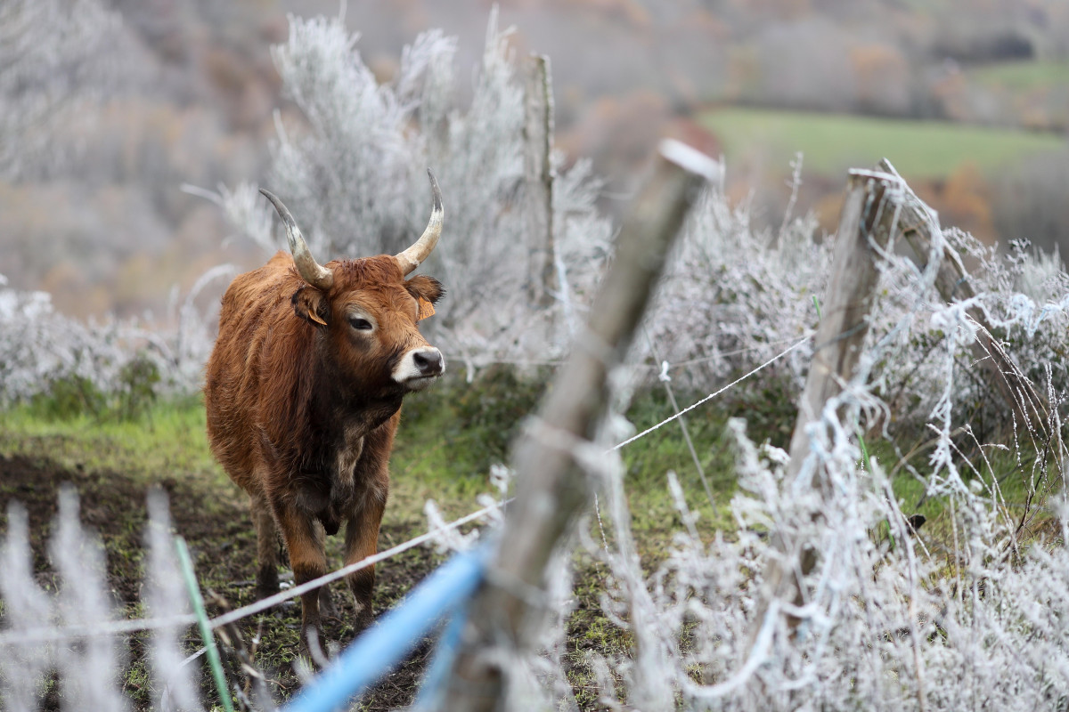 Archivo - Vacas durante la nevada en Pedrafita, a 20 de noviembre de 2025, en Lugo