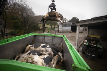 Archivo - Un camión mete en un contenedor a una vaca muerta, en una ganadería de lácteo en la parroquia de Piñeiro, a 14 de noviembre de 2023, en Xermade, Lugo, Galicia (España). Son 18 comarcas 