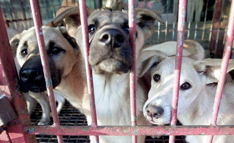 ​Más de 78.000 firmas piden una nueva Ley de Protección Animal en Galicia