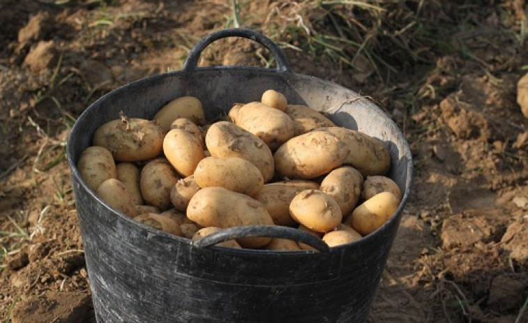 ​Prohibido plantar patatas en el norte de Galicia para erradicar una plaga