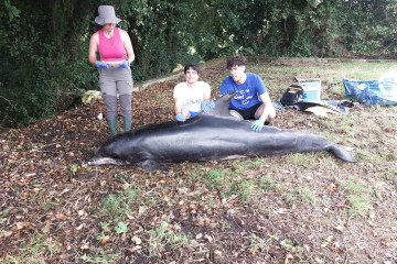 Galicia registró 377 animales varados en 2025