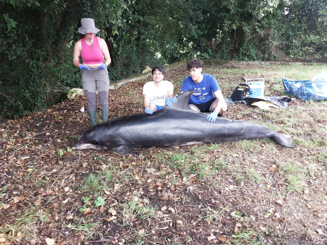 Galicia registró 377 animales varados en 2025