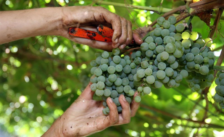 ​Más de 50 viticultores reciben ayudas para reestructurar sus viñedos