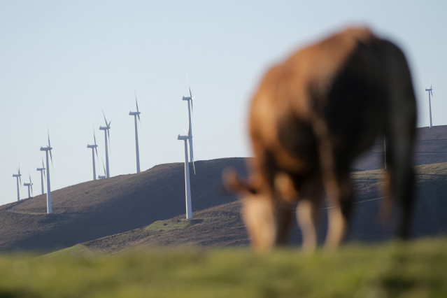 Archivo - Una vaca pasta frente a aerogeneradores en el Parque eólico de Montouto, de la Serra do Xistral, en la comarca de Terra Cha, a 22 de febrero de 2022, en Abadín, en Lugo, Galicia (España). La nueva ley de eólicos que prepara la Xunta de Galicia g