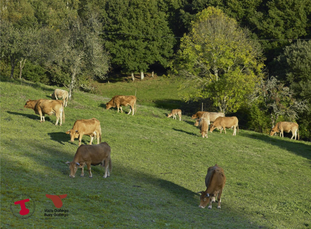 Imagen de vacas pastando en Galicia cedida por Ternera Gallega