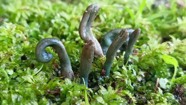 Especie de seta inédita en Galicia encontrada en el Pazo de Mariñán, en Bergondo (A Coruña).