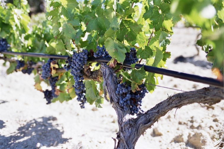 ​Máis de 300 caldos compiten en Ourense polo mellor tempranillo do mundo