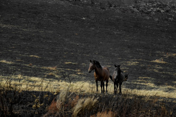 Archivo - Dos caballos en medio de los montes quemados de la sierra de san Mamede, a 10 de septiembre de 2025, en Ourense, Galicia (España). En la provincia de Ourense se han calcinado más de 147.00