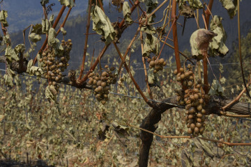 Archivo - Viña afectado por el fuego, en las laderas de Cernego, a 19 de agosto de 2025, en Villamartín de Valdeorras, Ourense, Galicia (España). El incendio que permanece activo en el municipio ou