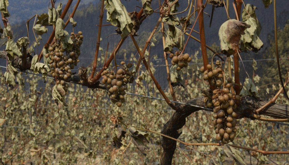 Archivo - Viña afectado por el fuego, en las laderas de Cernego, a 19 de agosto de 2025, en Villamartín de Valdeorras, Ourense, Galicia (España). El incendio que permanece activo en el municipio ou
