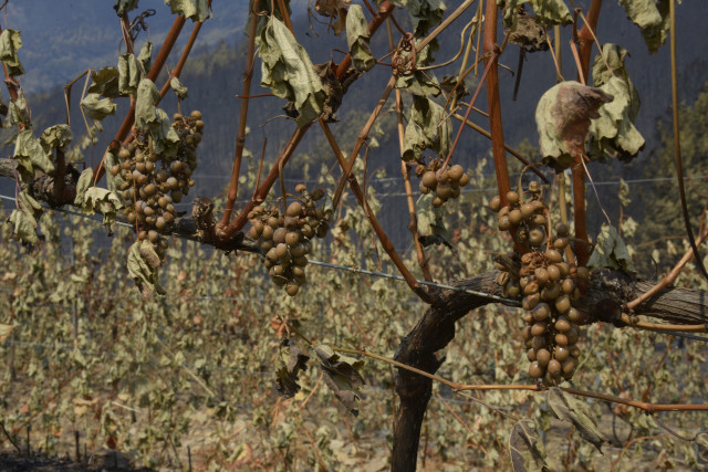 Archivo - Viña afectado por el fuego, en las laderas de Cernego, a 19 de agosto de 2025, en Villamartín de Valdeorras, Ourense, Galicia (España). El incendio que permanece activo en el municipio ourensano de Larouco, que cruzó el Sil por varios puntos has