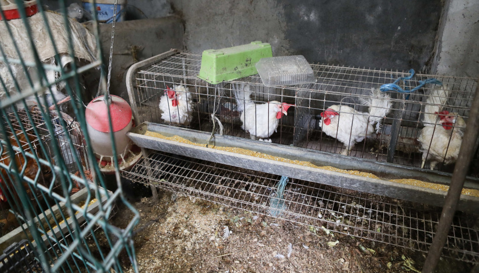 Archivo - Gallinas en gallineros en A Mariña, a 9 de noviembre de 2025, en A Mariña, Lugo, Galicia (España). Se trata de explotaciones avícolas de los concellos de Barreiros, Ribadeo y A Pontenova