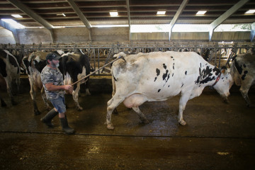 Archivo - Explotación ganadera