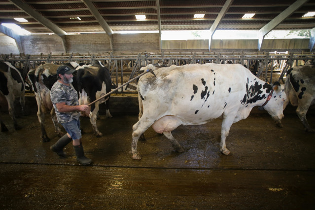 Archivo - Explotación ganadera