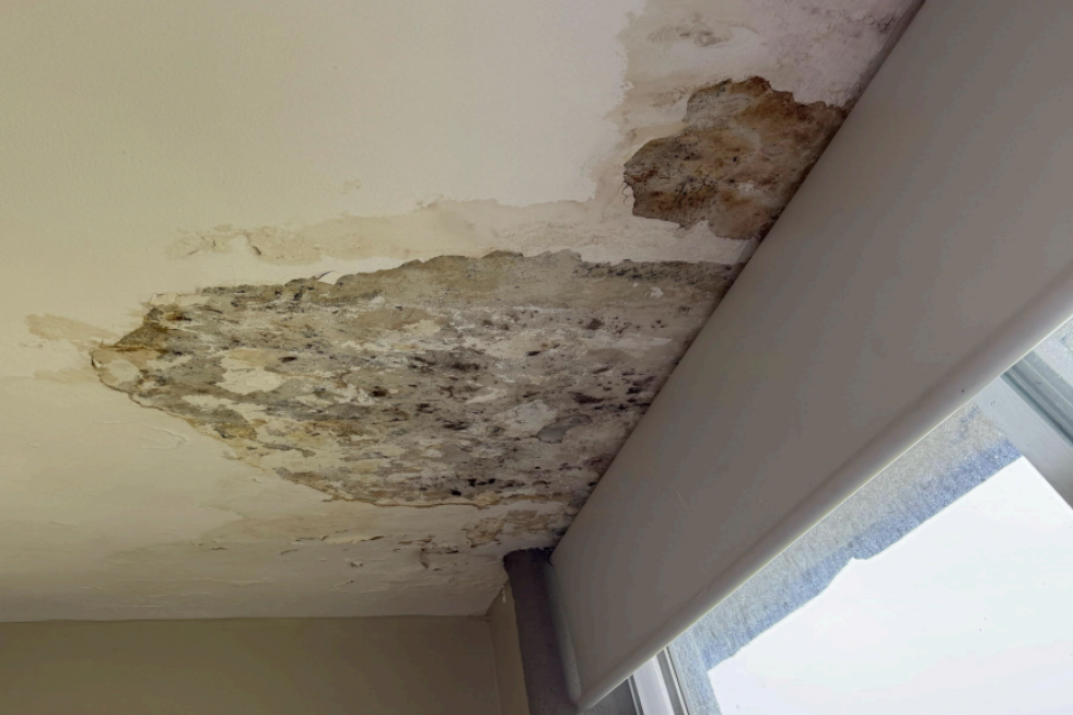 Hongos en el CIFP Manoel Antonio