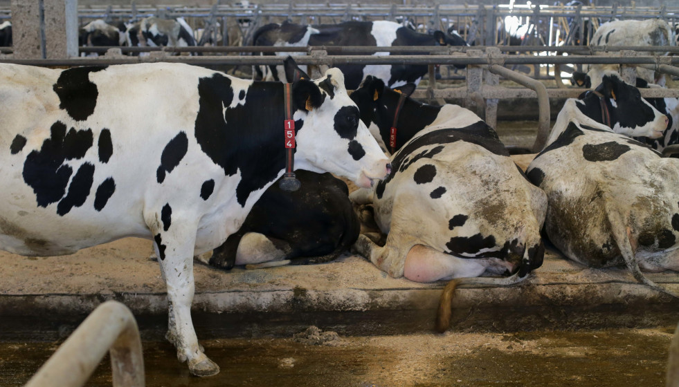 Archivo - Vacas de una ganadería de lácteo en Sabadelle, a 7 de agosto de 2023, en Chantada, Lugo, Galicia (España). Ganaderos gallegos han denunciado en los últimos días 