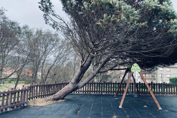 Imagen de un árbol caído por el temporal.