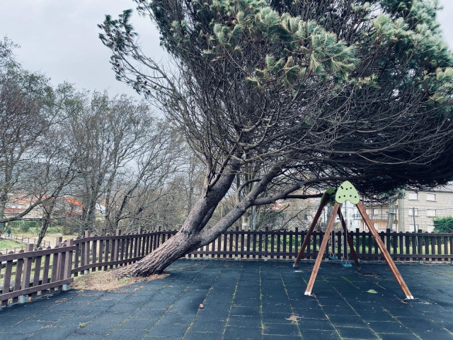 Imagen de un árbol caído por el temporal.