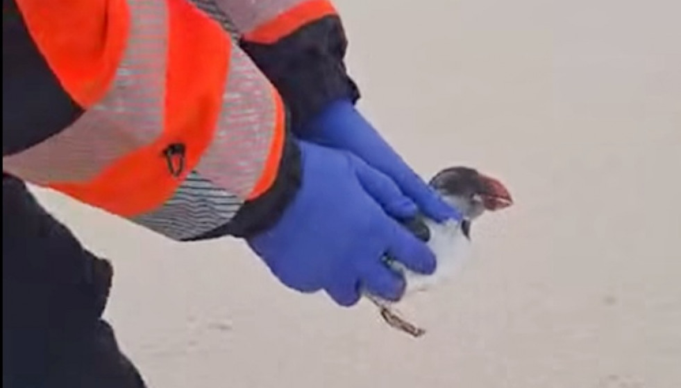 Frailecillo rescatado en una foto de la Agrupación de voluntarios y servicio municipal de protección civil RIBEIRA