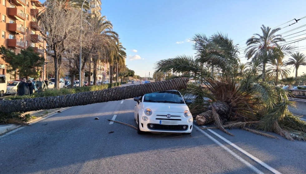 Una palmera sobre un coche derribado en Mataró en un afoto de los Bombers