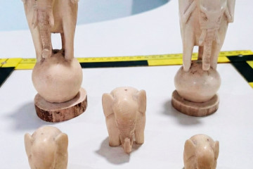 Figuras de marfil intervenidas en una investigación, con dos implicados como supuestos autores de un delito de contrabando y delito contra la fauna por comerciar con este material sin autorización.