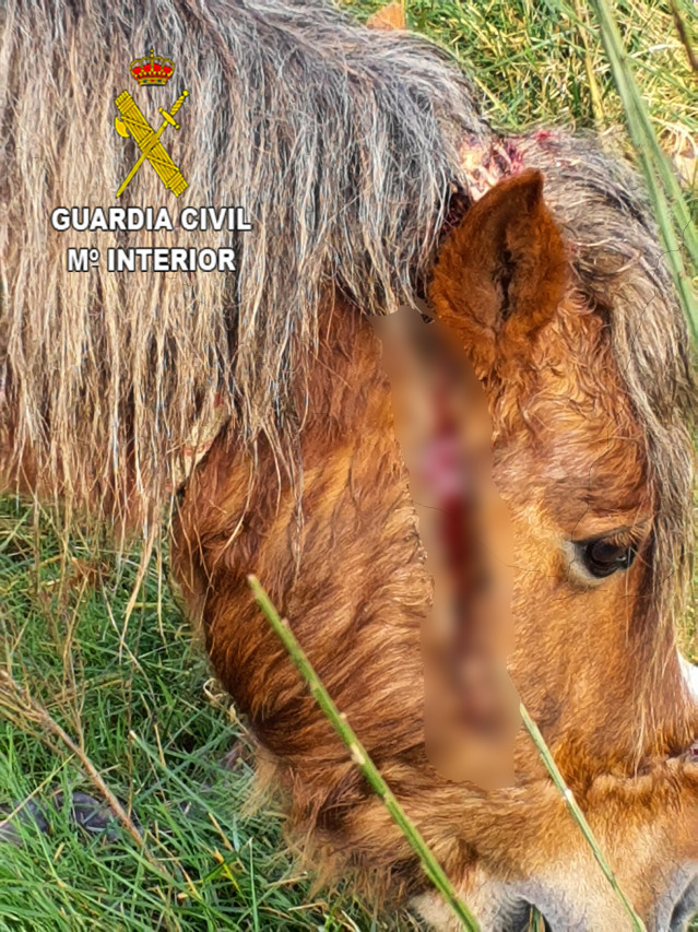 Caballo localizado con heridas.