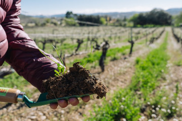 Una parcela de agricultura regenerativa.