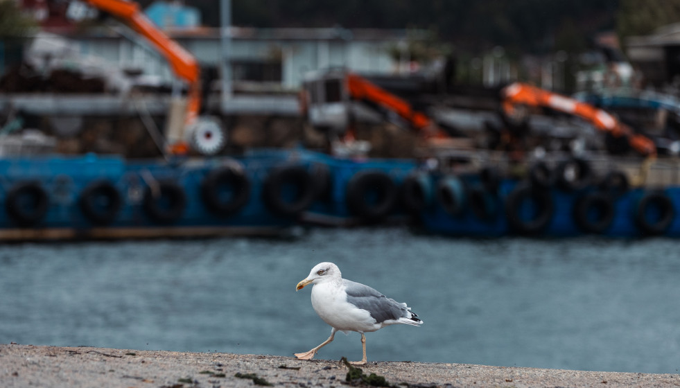 Archivo - Una gaviota en el Puerto de Cangas en la Ría de Vigo, a 17 de octubre de 2023, en Cangas, Pontevedra, Galicia (España).