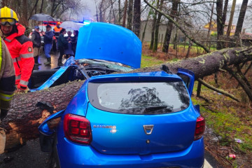 Herida leve una joven de 20 años al caer sobre su coche un árbol de unos 3.000 kilos en Caldas