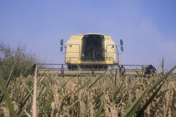 Archivo - Siega de arroz en la Albufera.