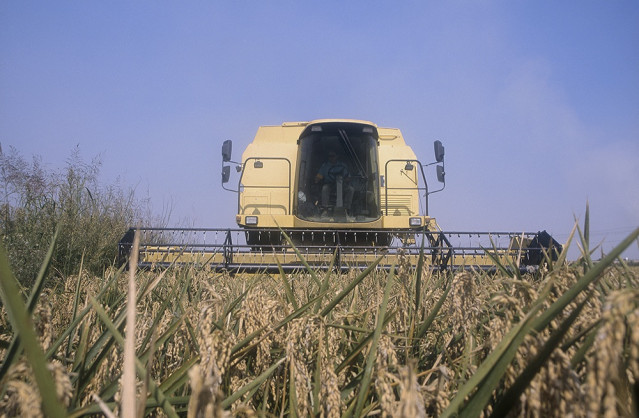 Archivo - Siega de arroz en la Albufera.