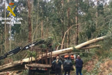 Muere un hombre de 56 años al caerle encima un árbol que talaba en Soutomaior (Pontevedra