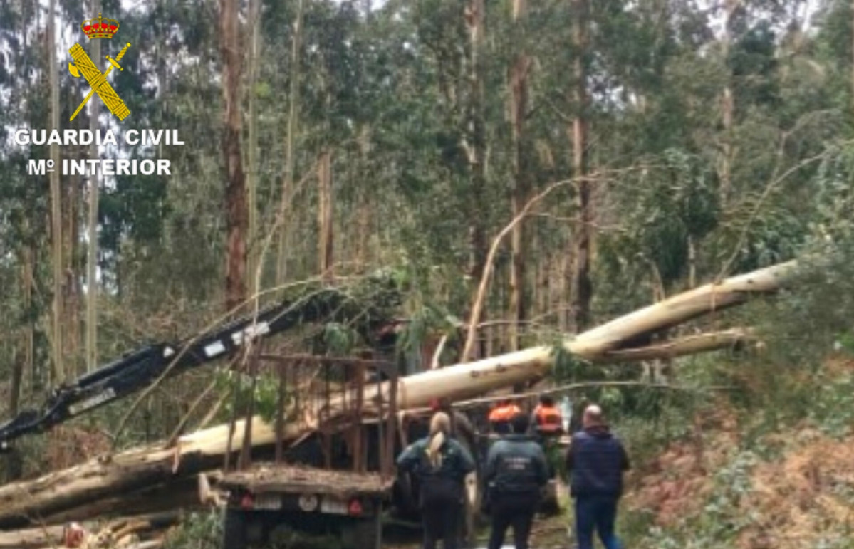 Muere un hombre de 56 años al caerle encima un árbol que talaba en Soutomaior (Pontevedra