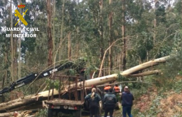 Muere un hombre de 56 años al caerle encima un árbol que talaba en Soutomaior (Pontevedra