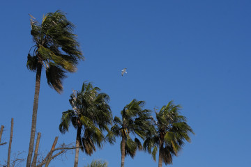 Palmeras bajo los efectos del viento, a 12 de febrero de 2026, en Barcelona, Cataluña (España).