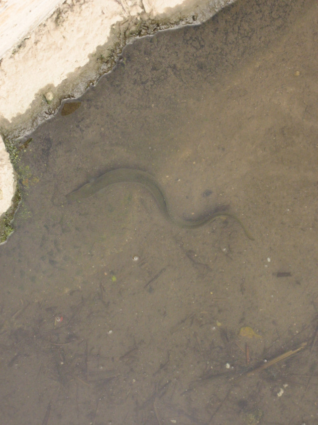 Anguila europea.